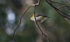 Pardalotus quadragintus