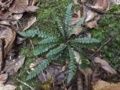 Blechnum membranaceum