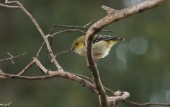 Pardalotus quadragintus