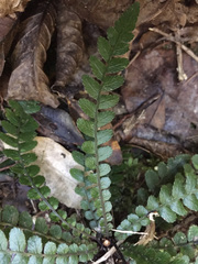 Blechnum membranaceum