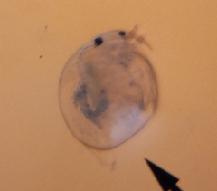 Chydoridae