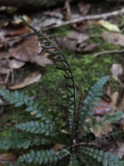 Blechnum membranaceum