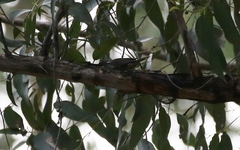 Melithreptus validirostris