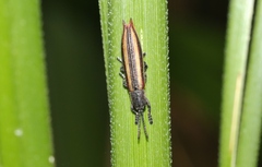 Eurispa vittata