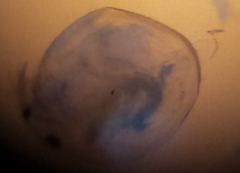 Chydoridae