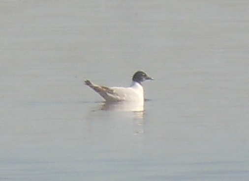 Little Gull