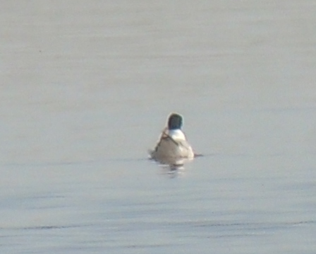 Little Gull