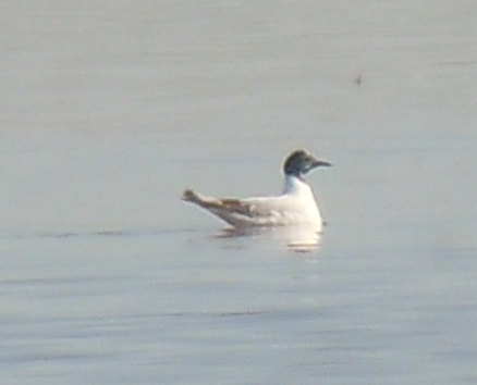 Little Gull