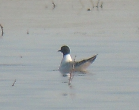 Little Gull