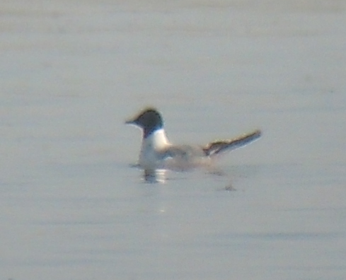 Little Gull