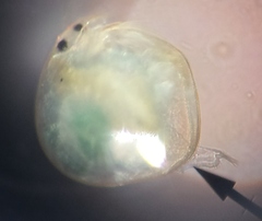 Chydoridae