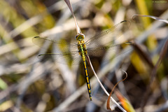 Orthetrum abbotti