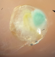 Chydoridae