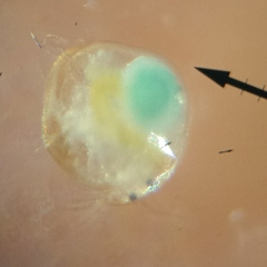 Chydoridae