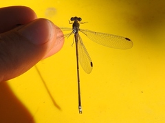 Lestes virgatus