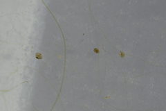 Chydoridae