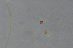 Chydoridae