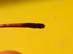 Ceriagrion platystigma