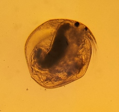 Chydoridae