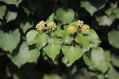 Hedera helix
