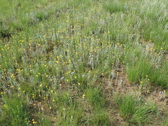 Helichrysum aureonitens