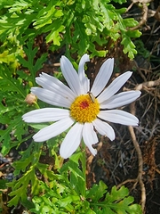 Argyranthemum haematomma image