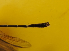Microgomphus nyassicus