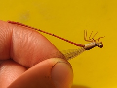 Ceriagrion platystigma