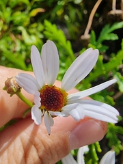 Argyranthemum haematomma image