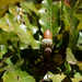 Quercus tuberculata - Photo (c) Steven Mlodinow,  זכויות יוצרים חלקיות (CC BY-NC)