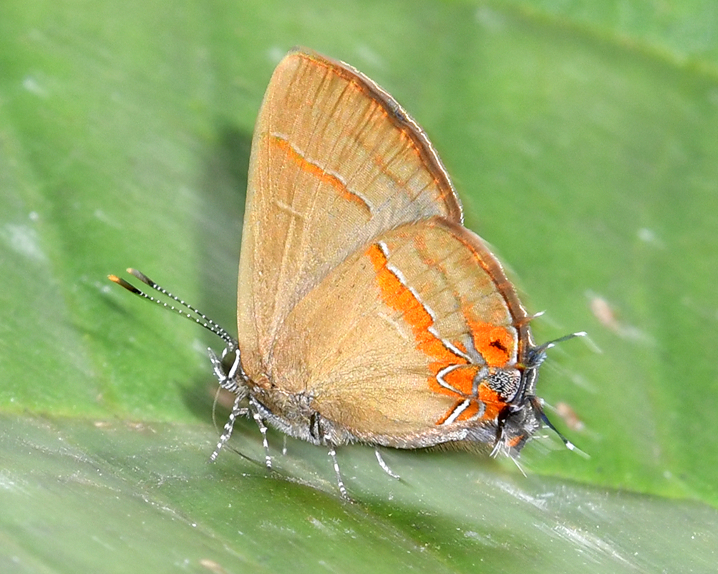Calycopis johnsoni