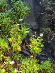 Argyranthemum haematomma image