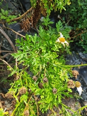 Argyranthemum haematomma image