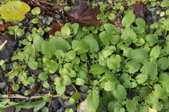 Lapsana communis