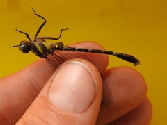 Microgomphus nyassicus