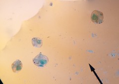 Chydoridae