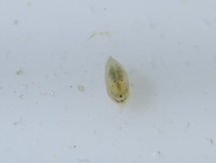 Chydoridae