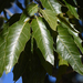Quercus devia - Photo (c) Steven Mlodinow, some rights reserved (CC BY-NC), uploaded by Steven Mlodinow