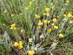 Helichrysum aureonitens