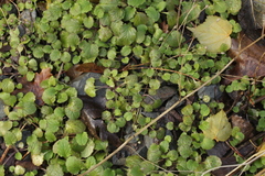 Lapsana communis