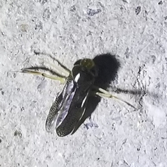 Trichocorixa reticulata