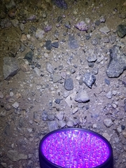 Trichocorixa reticulata