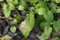 Lapsana communis