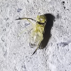 Trichocorixa reticulata