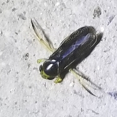 Trichocorixa reticulata