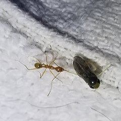 Trichocorixa reticulata