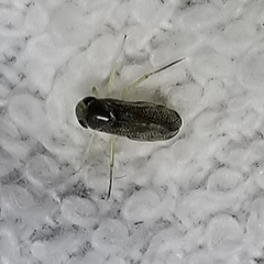 Trichocorixa reticulata