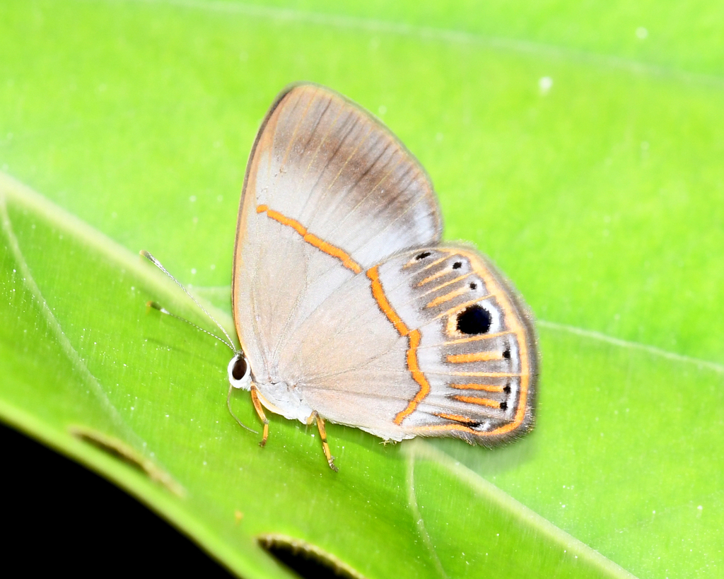 Euselasia serapis