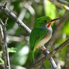 Todus multicolor