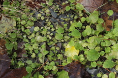 Lapsana communis